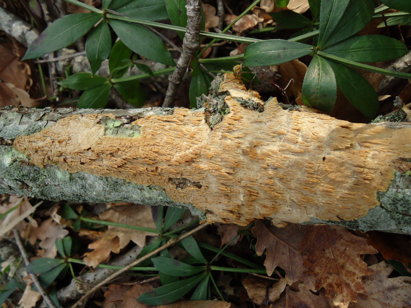 Aculei (Radulomyces molaris)